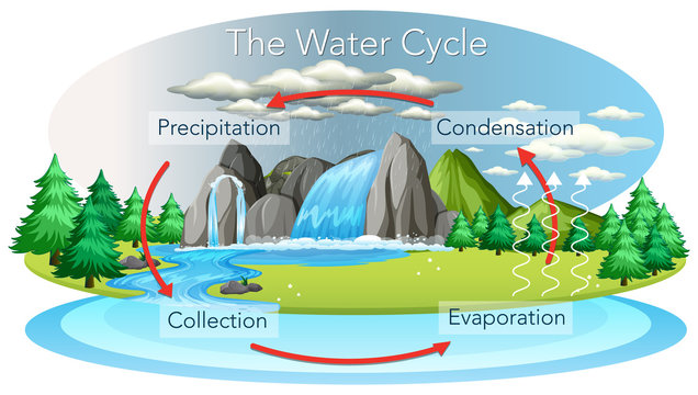 Water cycle process on Earth - Scientific