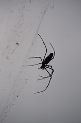 Spider garden