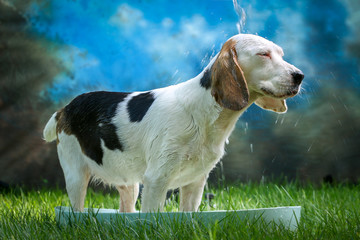Cute dog having bath on a hot summer day