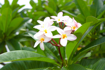 Many beautiful frangipani flowers on the trees and green leaves.