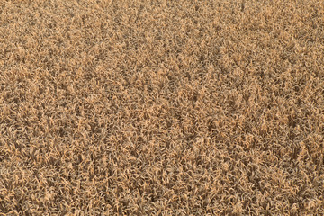 Texture of wheat
