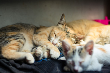 Kittens who are sleeping and drinking milk the mother cat.