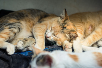 Kittens who are sleeping and drinking milk the mother cat.