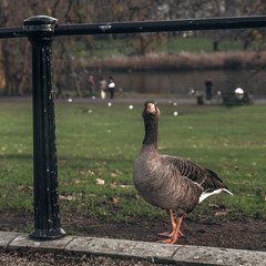 goose on green grass