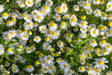 Background of flowering wild chamomile on the meadow