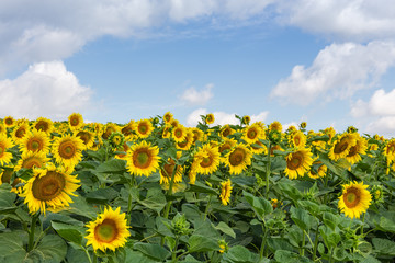 Blooming sunflowers on field against of sky with clouds