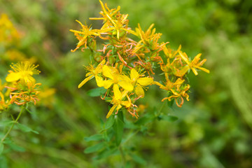 Flowering St John's wort close-up in selective focus