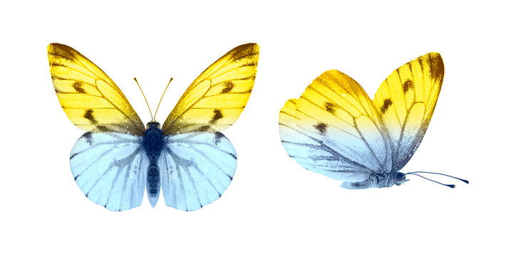 Set - two beautiful butterflies isolated on white. Butterfly with spread wings and in flight, color transition from blue to yellow.