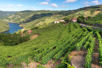 Fototapeta na wymiar Vineyards along Minho River, Ribeira Sacra in Lugo province, Spain