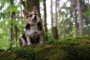 Corgi sitzt auf Fesen