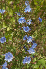 Cichorium flowering on a meadow