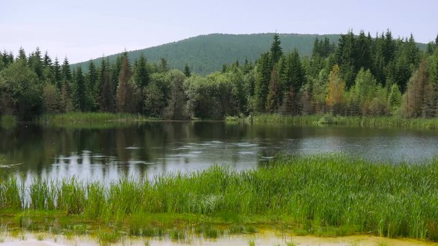 Polluted lake with kaolin on abandoned quarry , dried pine woods, hunting swallows  in Harghita Bai, Romania.