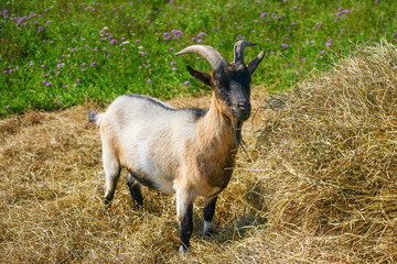 Beautiful goats in the park