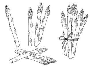 Naklejka premium Asparagus graphic black white isolated sketch set illustration vector