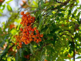 sunbeams shine through tree branches, a bunch of fruits of red mountain ash