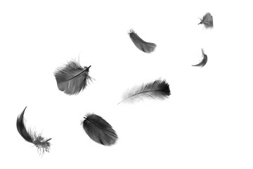 Beautiful black feathers floating in air isolated on white background