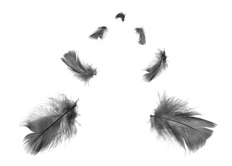 Beautiful black feathers floating in air isolated on white background