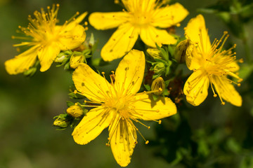 Close-up of bright yellow perforate St John's-wort (Hypericum perforatum) flowers - obrazy, fototapety, plakaty