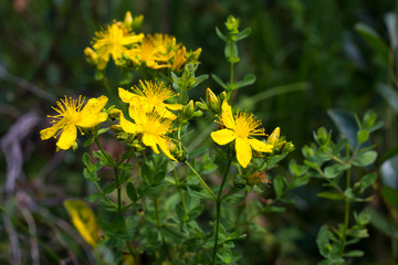 Bright yellow perforate St John's-wort (Hypericum) flowers