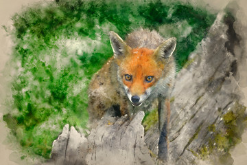 Digital watercolour painting of Stunning image of red fox vulpes vulpes in lush Summer countryside landscape