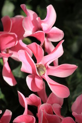 Beautiful blooming cyclamen in July