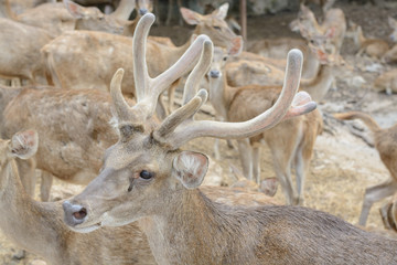 The last drop of tears