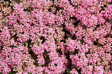 Beautiful blooming houseleek in July, Sempervivum