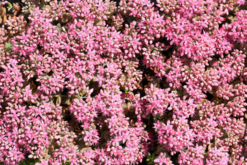Fototapeta premium Beautiful blooming houseleek in July, Sempervivum