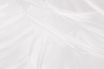 Beautiful white feather pattern texture background