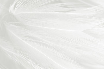Beautiful white feather pattern texture background