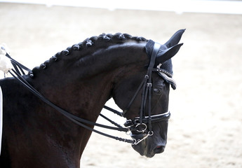 Sport horse head shot close up on the racecourse