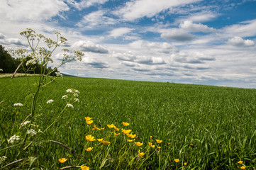 Green Grass and Blue Sky, fiels in the North of Sweden