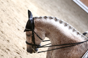 Sport horse head shot close up on the racecourse