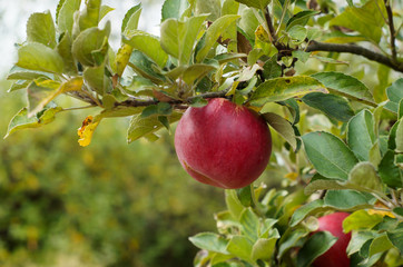 Natural home apples. Pretty red apples on a tree. Organic fruit. Apples on the branch. Fruits of apples. Organic cultivated apples Tree of apples with green leaves. Delicious homemade apples