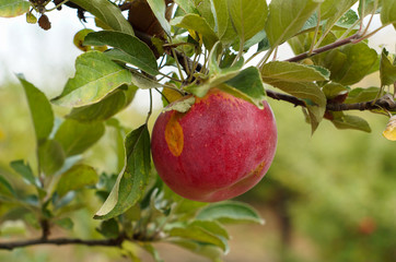 Natural home apples. Pretty red apples on a tree. Organic fruit. Apples on the branch. Fruits of apples. Organic cultivated apples Tree of apples with green leaves. Delicious homemade apples