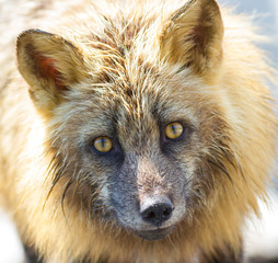 Wild american red fox portrait