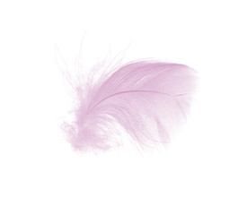 beautiful violet - mauve mistkeys colors tone feather isolated on white background
