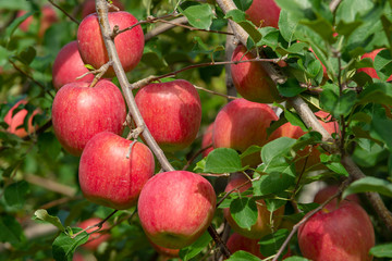 【青森津軽のりんご園】津軽の真っ赤なりんごは今収穫中