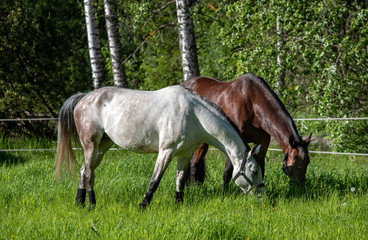Horses on field