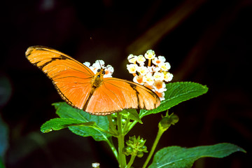 mariposa naranja