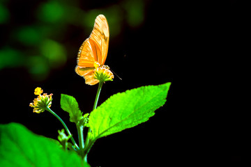 mariposa naranja