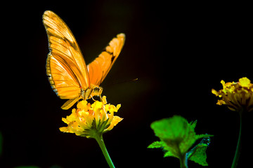 mariposa naranja