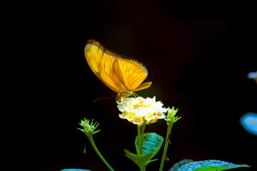 mariposa naranja