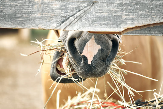horse eats hay. close-up.