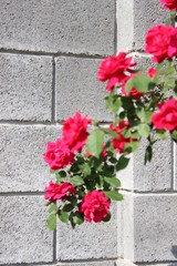 Bush of roses against the wall