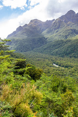 a forest on the way to Doubtful Sound New Zealand