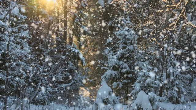 CINEMAGRAPH, 4k, falling snow in the winter forest, loop