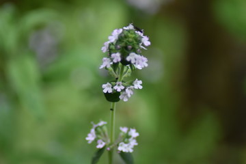 Bl&uuml;hender Zitronen-Thymian (Thymus citriodorus)