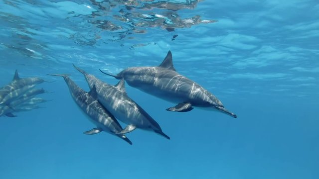 Family of three dolphins, mother and two juvenile dolphins separated from their group and swims separately in blue water. Slow motion, Closeup, Underwater shot. Spinner Dolphin (Stenella longirostis)