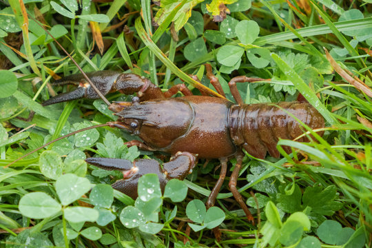 Crayfish, Austropotamobius pallipes, in the grass, Flusskrebs im Gras